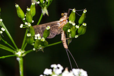 Close-up of insect on plant