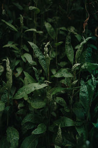 Full frame shot of green leaves