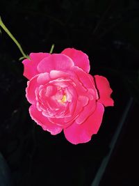 Close-up of wet pink rose blooming outdoors