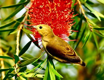 Close-up of a bird perching on branch