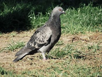 Close-up of bird perching on field