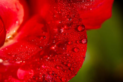 Close-up of wet red flower