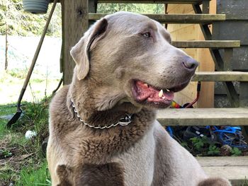 Close-up of a dog looking away