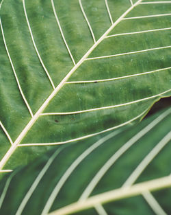 Full frame shot of green leaves