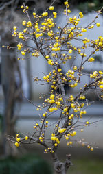Close-up of red flowering plant