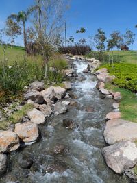 Stream in forest