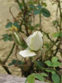 Close-up of fresh flower blooming on tree