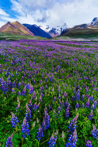 Purple flowers growing on field against sky