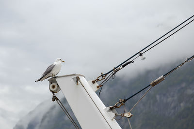 Low angle view of bird perching on cable against clear sky