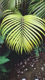 Close-up of fern