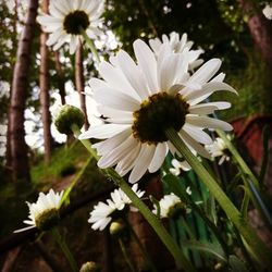 Close-up of white daisy flower