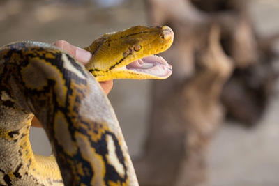 Close-up of a lizard