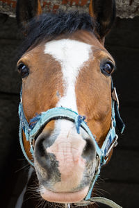 Close-up portrait of horse in ranch