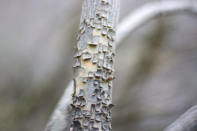 Close-up of lichen on tree trunk