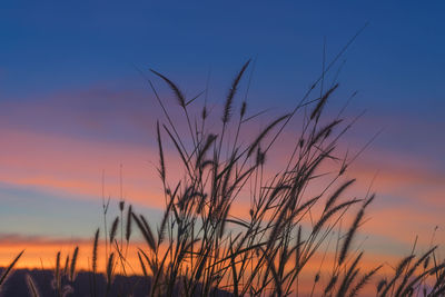 Close-up of stalks against sky at sunset