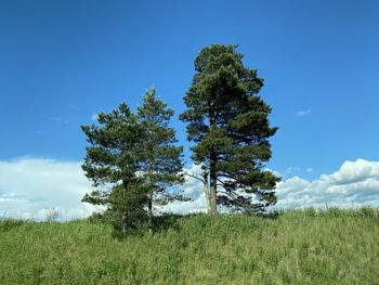 Tree on field against sky