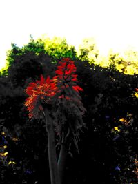 Close-up of flowers blooming outdoors