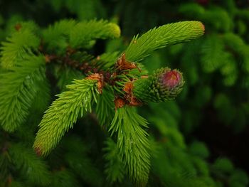 Close-up of berries growing on tree