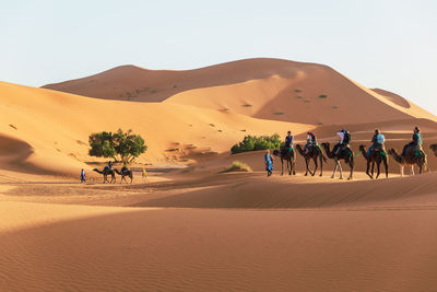 A caravan of camels with tourists moves through the dunes of the sahara desert in morocco