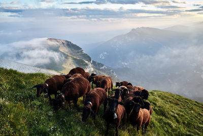 Panoramic view of a sheep on landscape