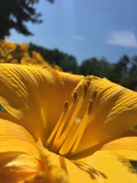 Close-up of yellow flowering plant