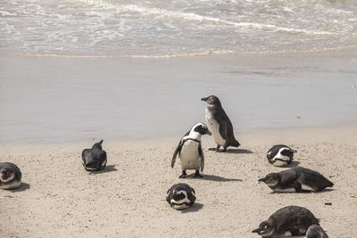 African penguins returning from sea at the shore of boulders beach in simon's town, south africa.