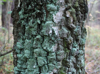 Close-up of tree trunk