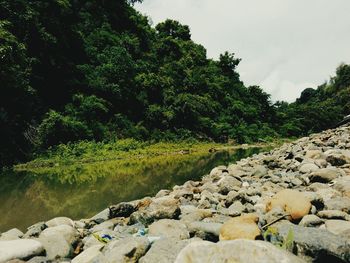 Scenic view of river amidst trees in forest against sky