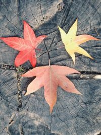 Close-up of maple leaves