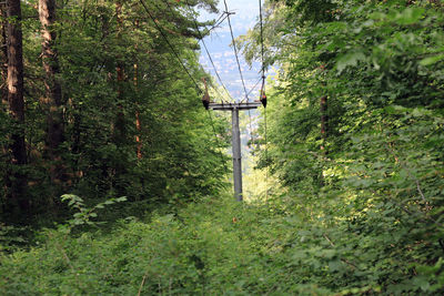 Trees and plants growing on land in forest