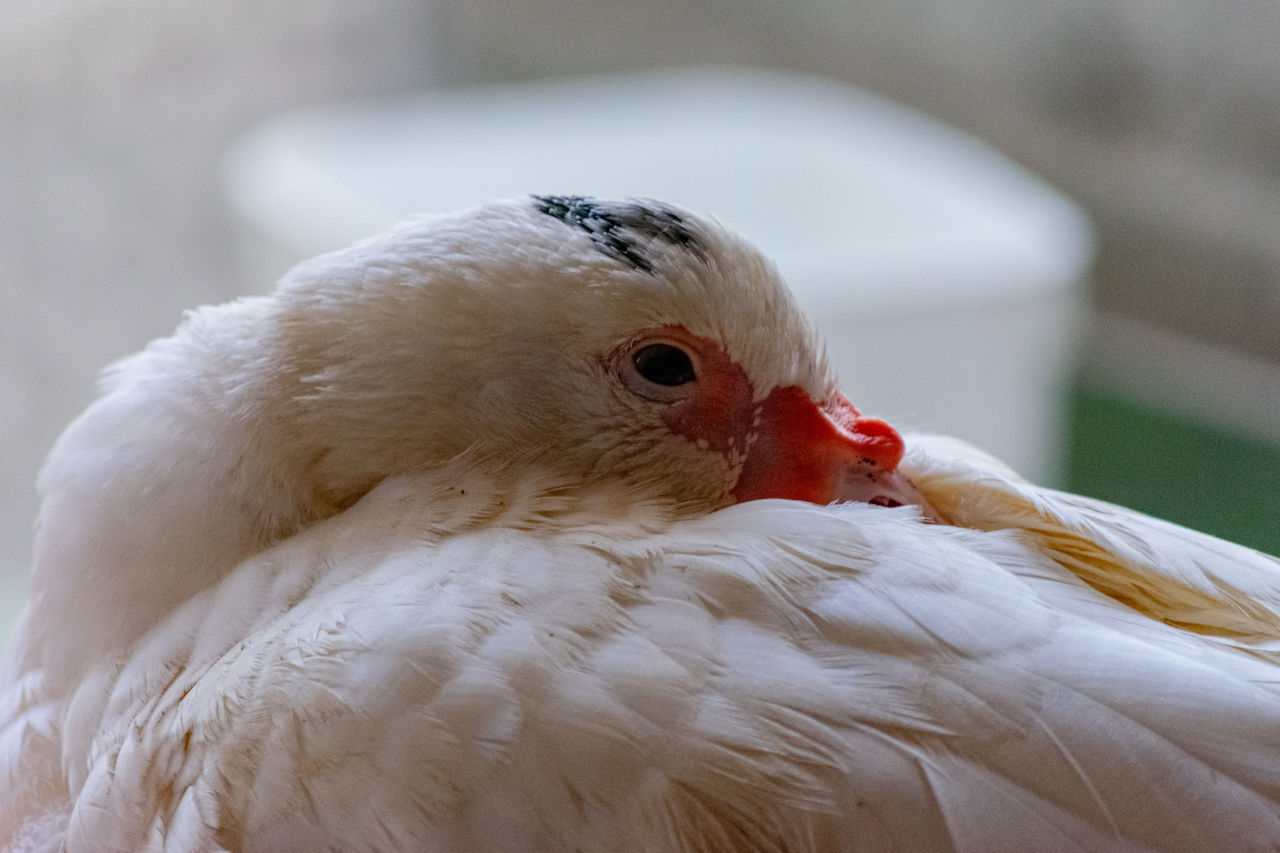 CLOSE-UP OF A DUCK