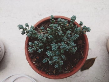 High angle view of potted plant on table