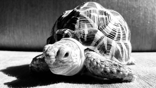 Close-up of tortoise against wall