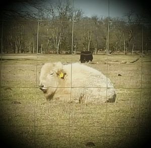 Close-up of white flowers
