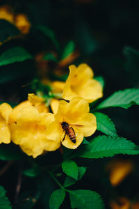 Close-up of insect on yellow flower