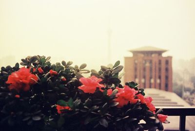 Close-up of red flowering plant against clear sky