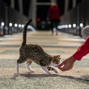 Cat on street in city