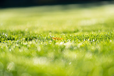 Close-up of wet grass