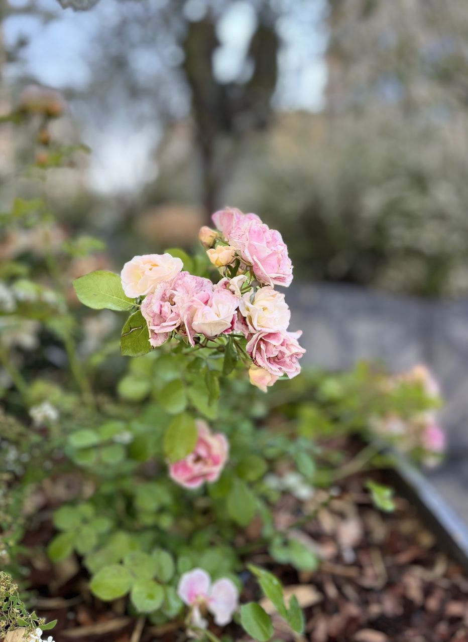 plant, flower, flowering plant, beauty in nature, pink, nature, freshness, blossom, growth, close-up, fragility, no people, focus on foreground, flower head, springtime, outdoors, day, tree, plant part, leaf, inflorescence, garden, rose, botany, petal, selective focus