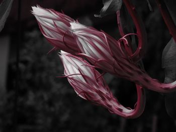 Close-up of red flowering plant