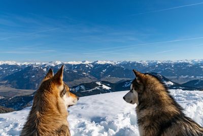 View of cat on snow covered mountain