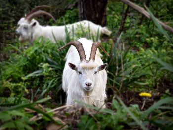 Portrait of an animal on land