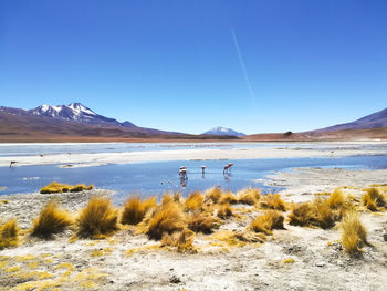 Scenic view of snowcapped mountains against clear blue sky