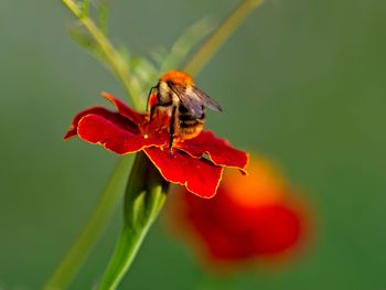 Close-up of honey bee pollinating on red flower