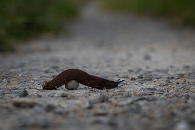 Close-up of a lizard on the road