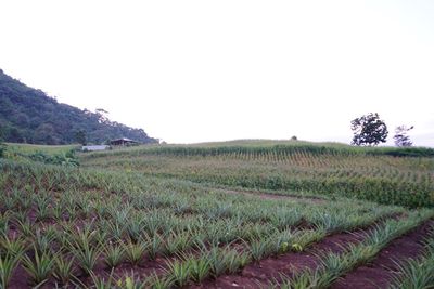 Scenic view of agricultural field against clear sky
