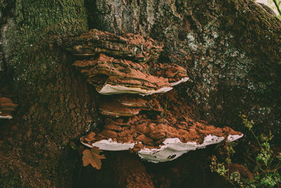 Close-up of mushroom growing on tree trunk
