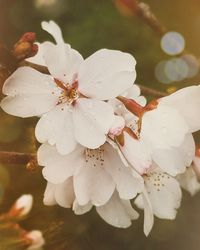 Close-up of white flowers on tree