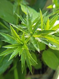 Close-up of fresh green plant