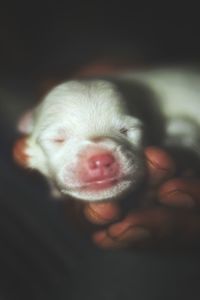 Close-up of cute puppy